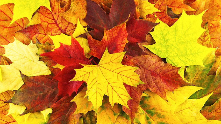 Cooler, quieter fall weather returns Tuesday in the Twin Cities — WCCO / CBS Minnesota, Apple Valley Community news