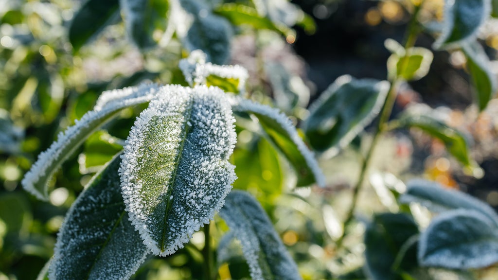 The first frost of the season is expected Saturday. Here's how to prepare your garden — WCCO / CBS Minnesota, Apple Valley Sports news