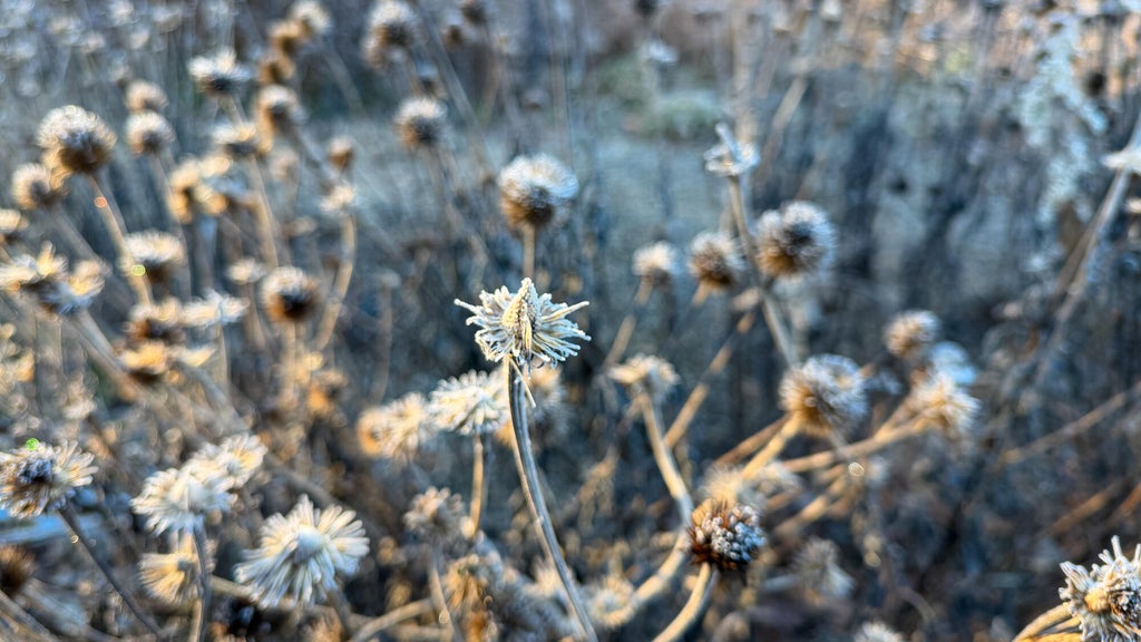 Breezy winds bring cool air to Minnesota, with first frost possible in the metro Friday night — WCCO / CBS Minnesota, Apple Valley Sports news
