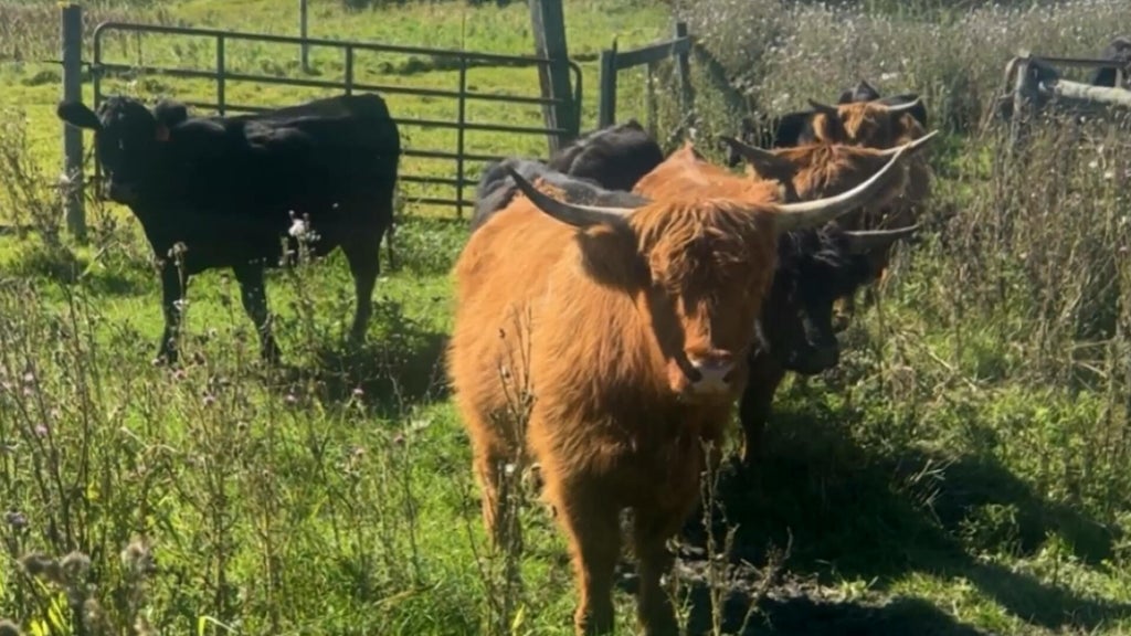Minnesota farmer calls for thief to return nearly a dozen cows: "You're going to go to jail" — WCCO / CBS Minnesota, Apple Valley Community news