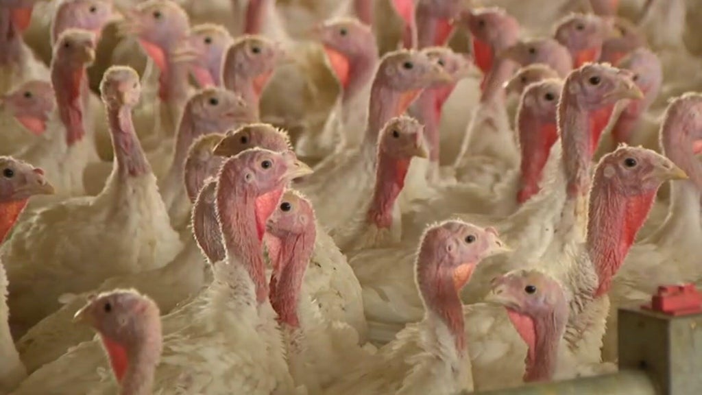 Bird flu confirmed in Barron County, Wisconsin, commercial poultry flock — WCCO / CBS Minnesota, Apple Valley Real Estate news