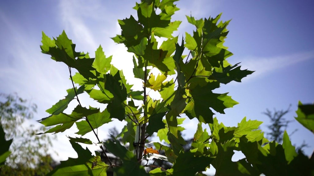 St. Paul city employees help plant trees at church in Rondo neighborhood — WCCO / CBS Minnesota, Apple Valley Real Estate news