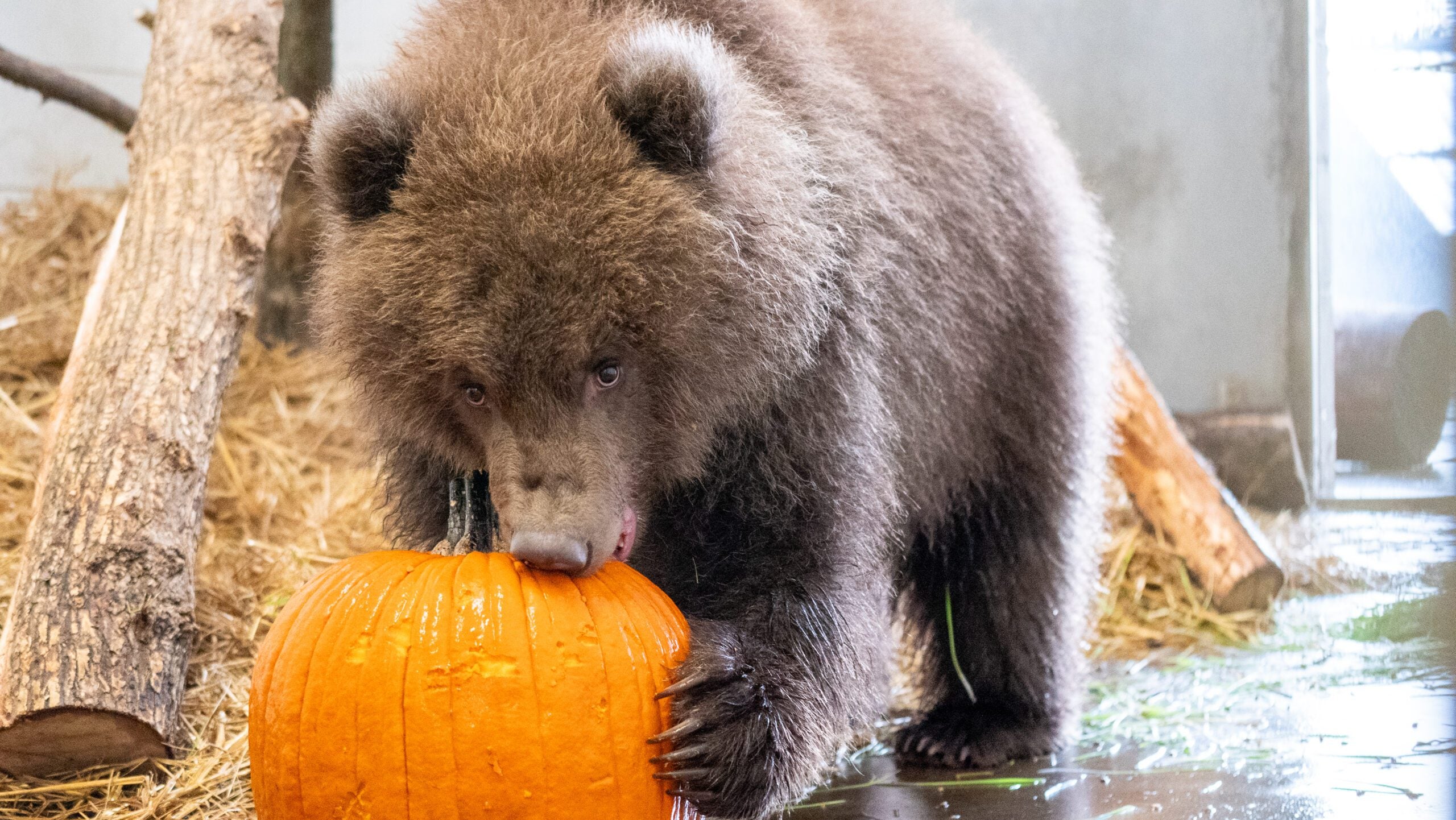 Minnesota Zoo welcomes 3 orphaned brown bear cubs rescued from Alaska — Apple Valley Health news