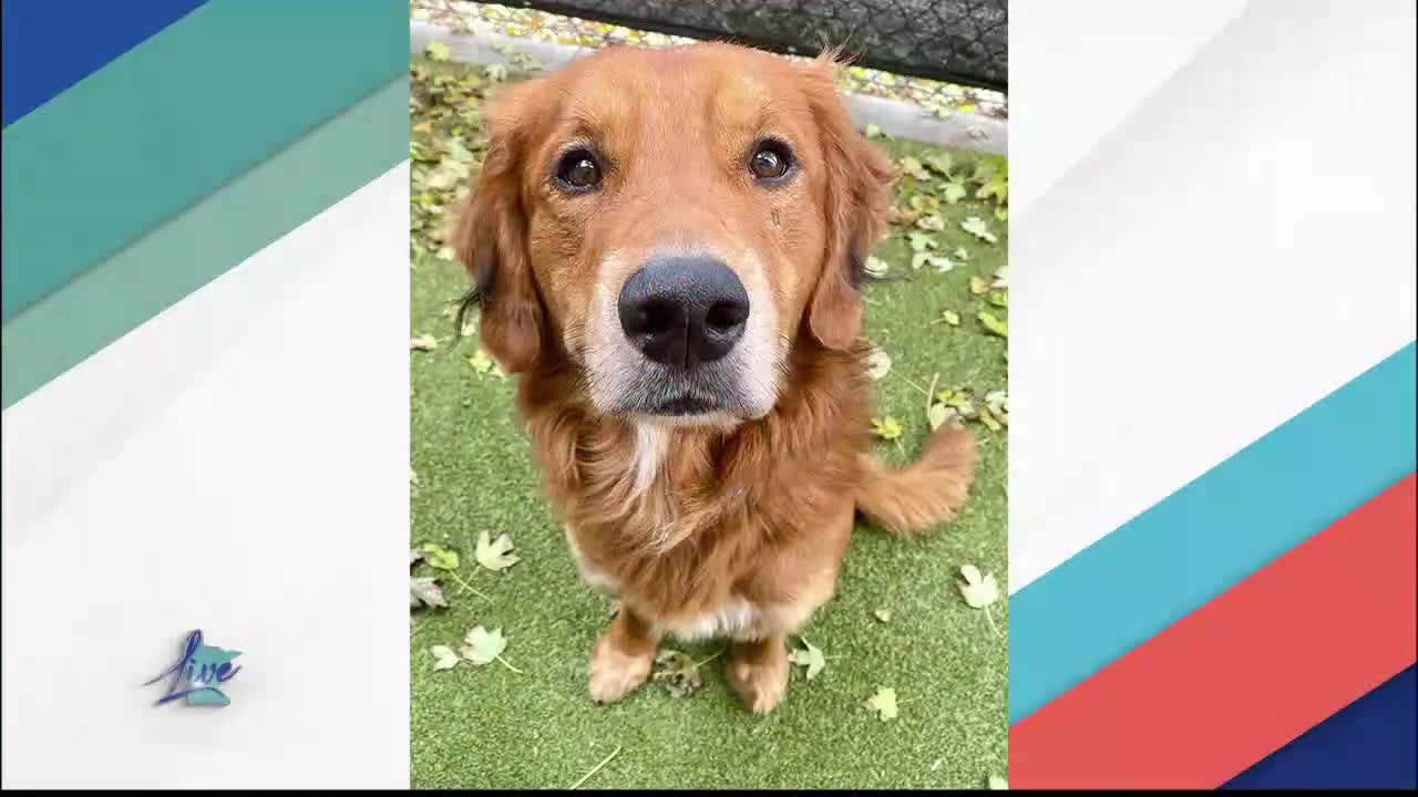 Adopt a Dog Month: Golden Retrievers — KSTP 5, Apple Valley Community news