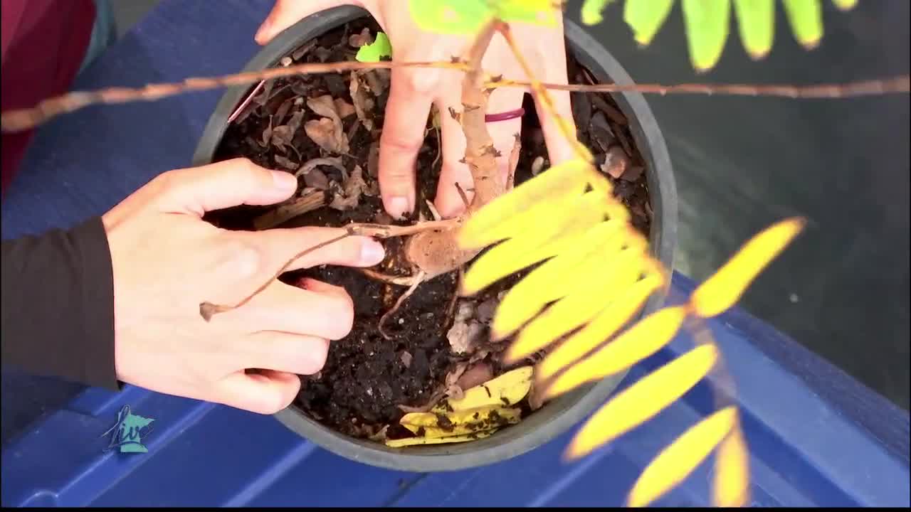 Tips for Planting Trees — KSTP 5, Apple Valley Community news