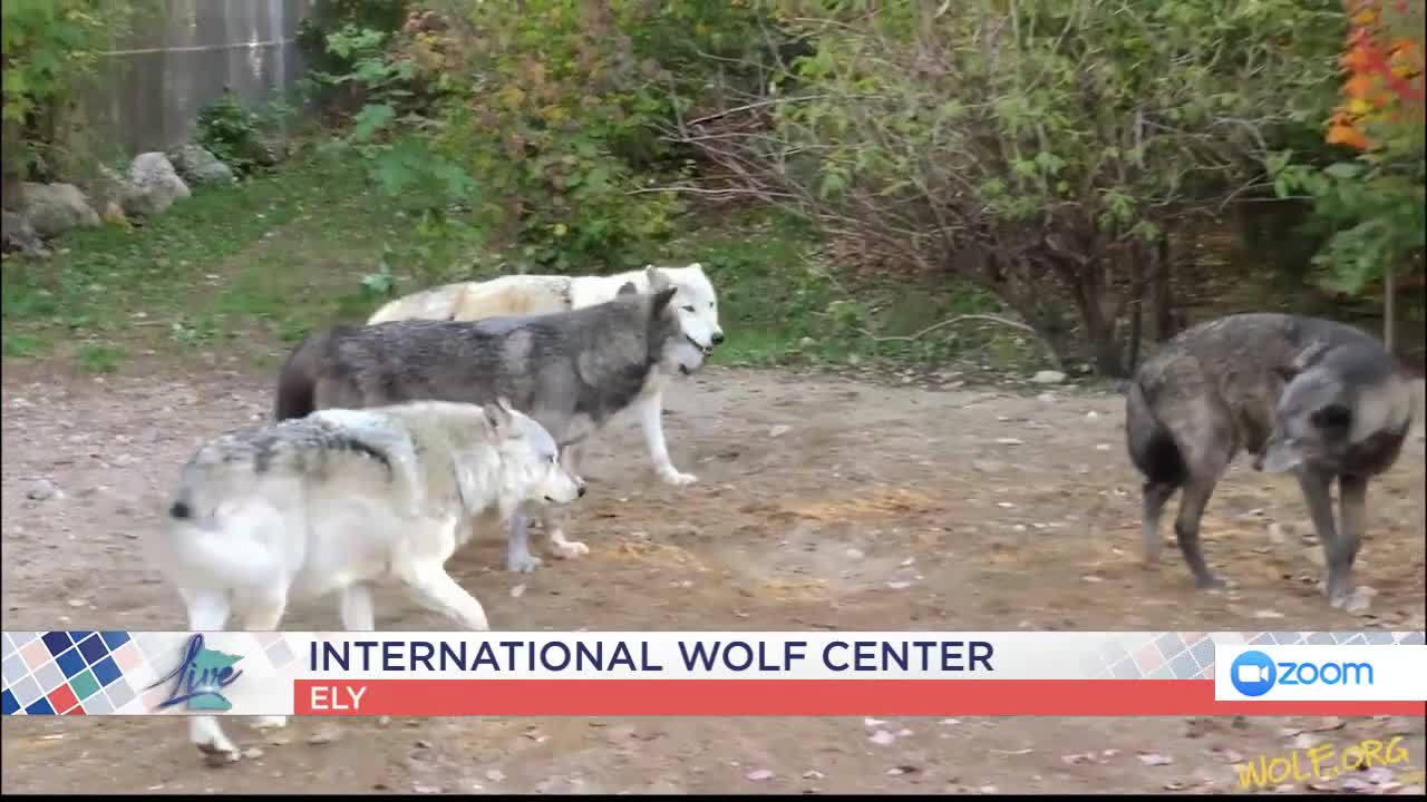 International Wolf Center — KSTP 5, Apple Valley Community news