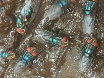 Odor complaints target Mexico’s screwworm fly facility — KFGO, Apple Valley Schools news