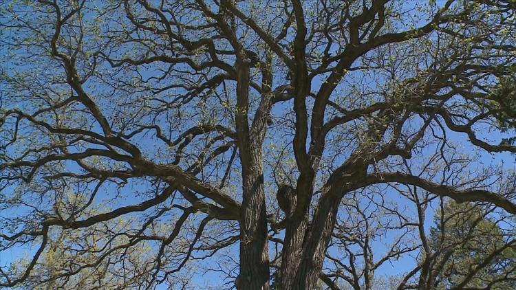 How to keep your oak trees healthy — KARE 11 Local, Apple Valley Health news