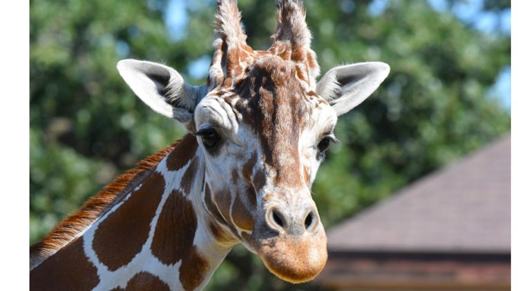 Como Zoo mourns loss of beloved giraffe, 'Skeeter' — Apple Valley Community news