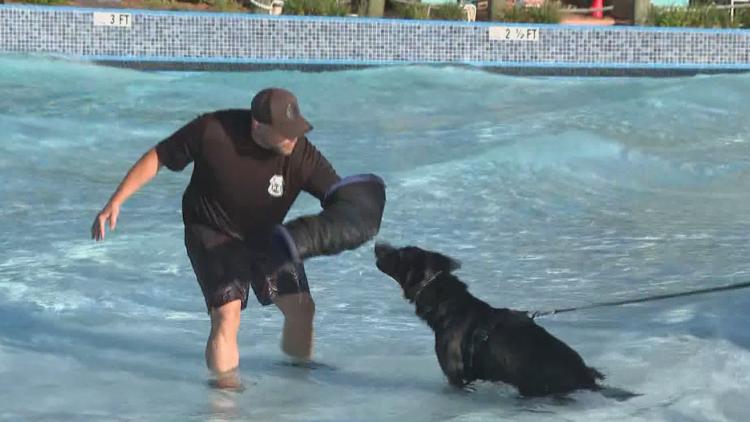 Tampa police K-9s train at theme park to prepare for emergencies — WTSP 10 Tampa Bay, Apple Valley Community news
