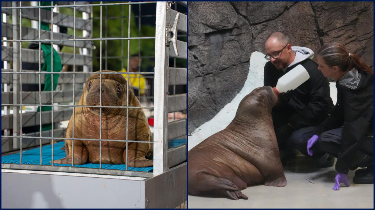 Orphaned baby walrus in Alaska flown 4,800 miles to new home in Florida — FOX 9, Apple Valley Community news