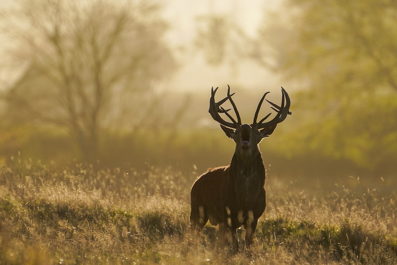 Deer-related crashes spike in the fall. Here's why. — FOX 9, Apple Valley Sports news
